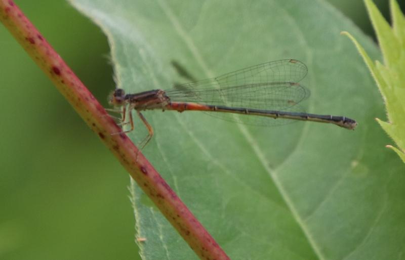 Photo of Eastern Forktail