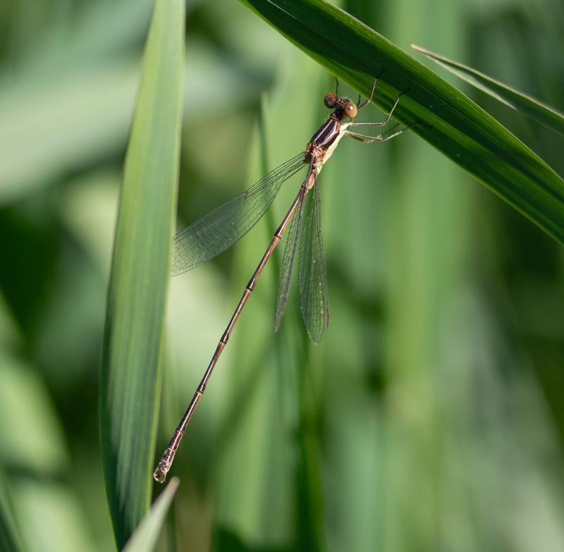 Photo of Slender Spreadwing