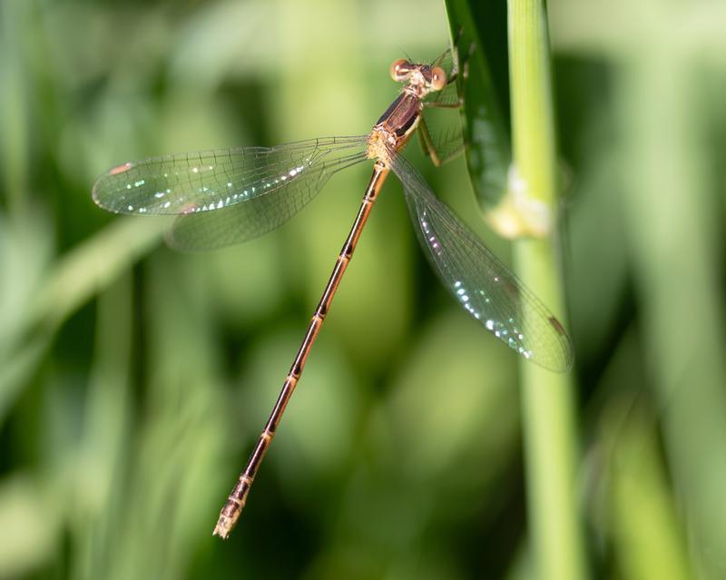 Photo of Slender Spreadwing