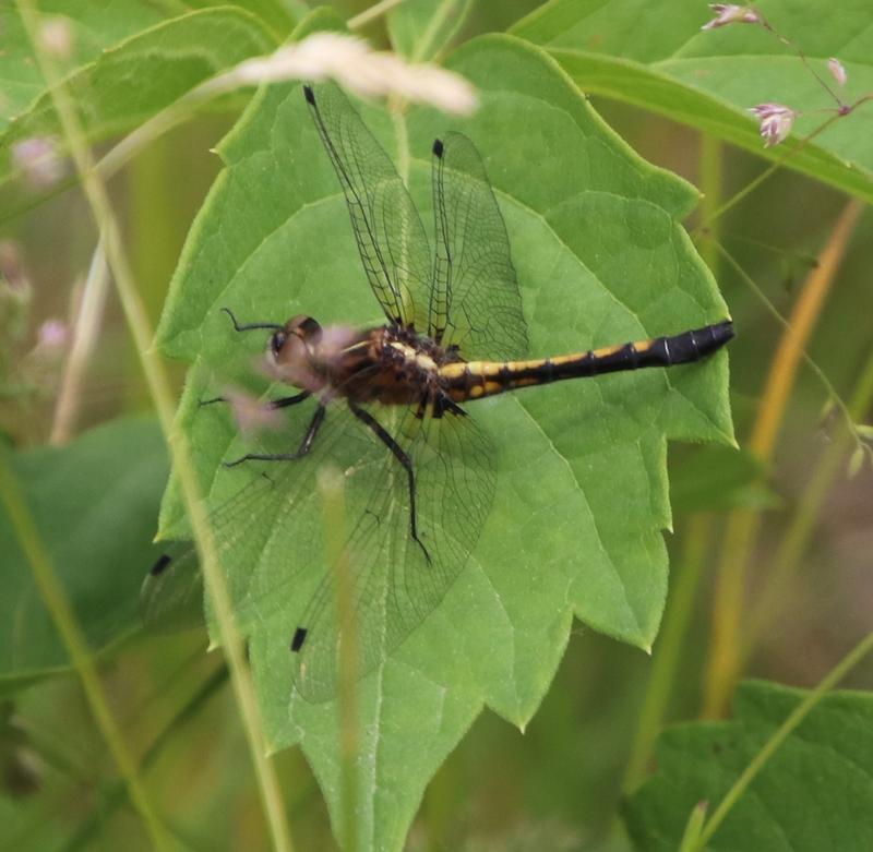 Photo of Dot-tailed Whiteface