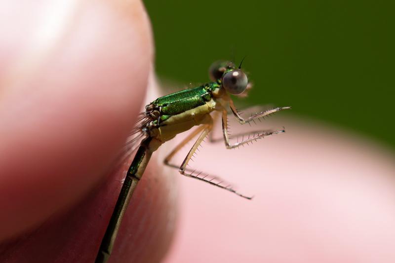 Photo of Sedge Sprite