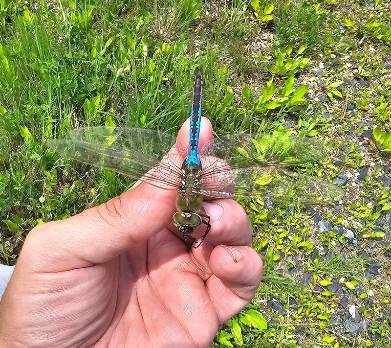 Photo of Common Green Darner