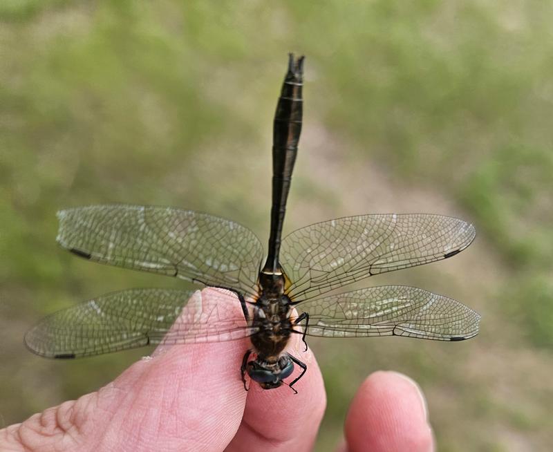 Photo of American Emerald