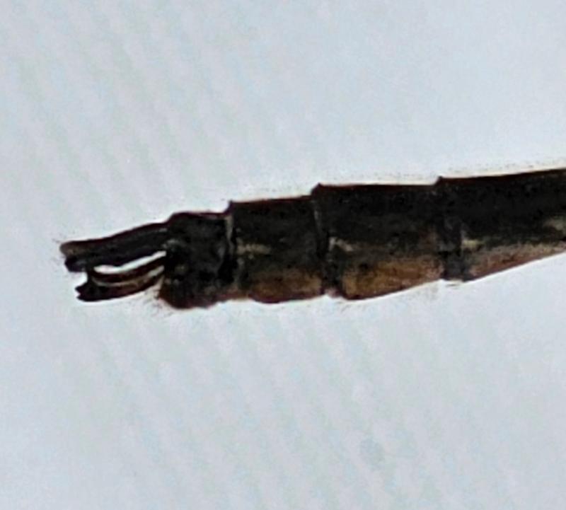Photo of American Emerald