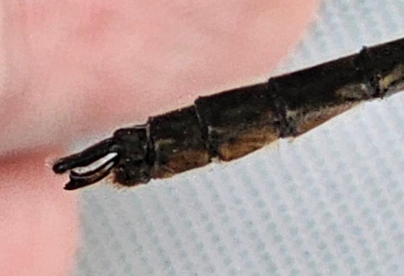Photo of American Emerald