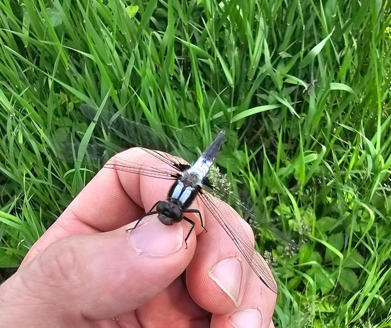 Photo of Chalk-fronted Corporal