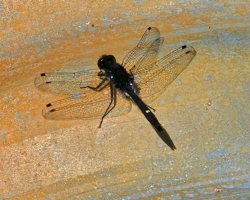 Photo of Dot-tailed Whiteface