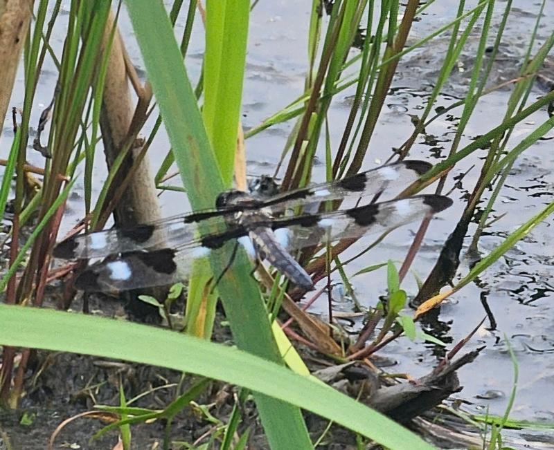 Photo of Twelve-spotted Skimmer