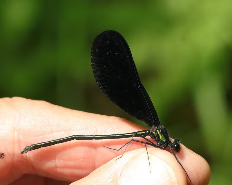 Photo of Ebony Jewelwing