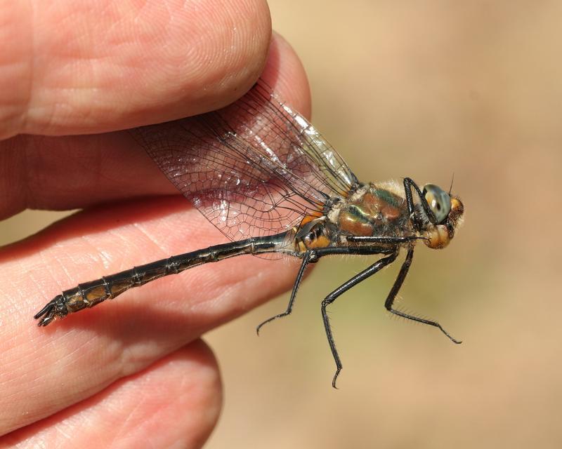 Photo of American Emerald