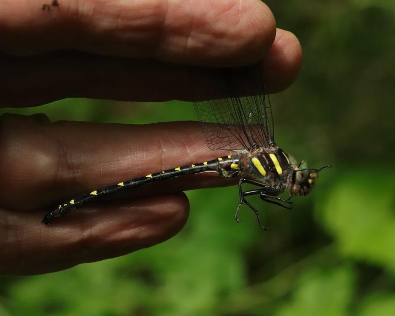 Photo of Twin-spotted Spiketail