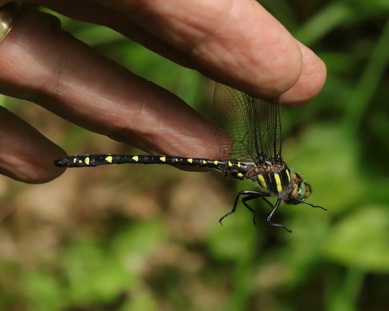 Photo of Twin-spotted Spiketail