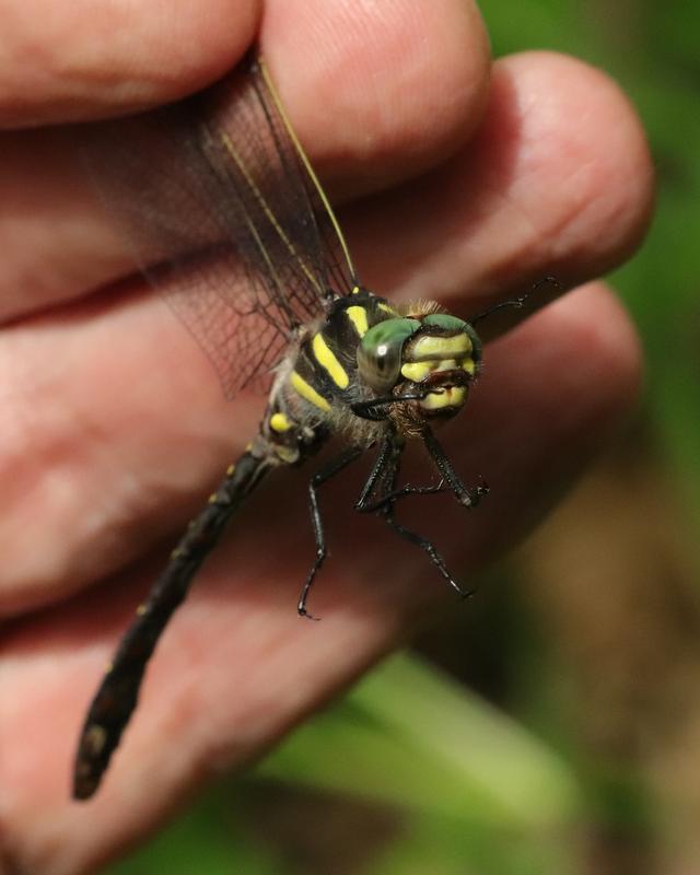 Photo of Twin-spotted Spiketail