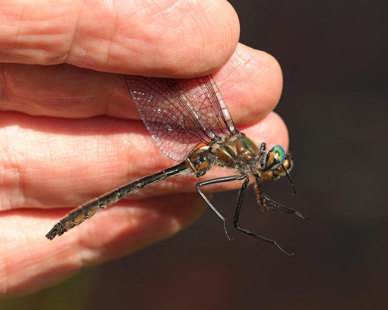 Photo of American Emerald