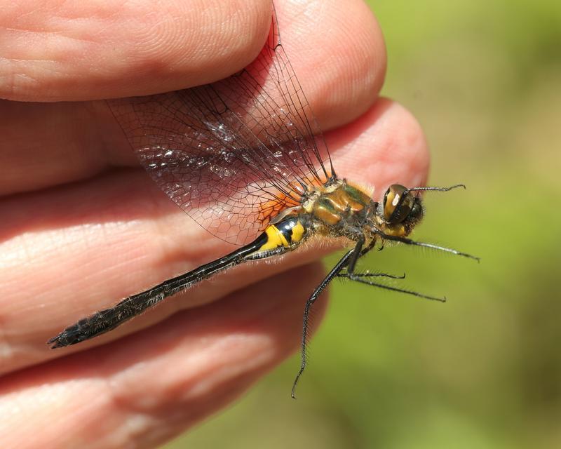 Photo of Racket-tailed Emerald