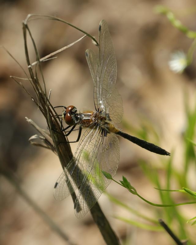 Photo of Racket-tailed Emerald