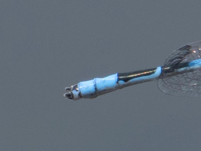 Photo of Familiar Bluet