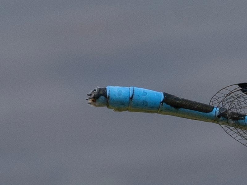 Photo of Hagen's Bluet