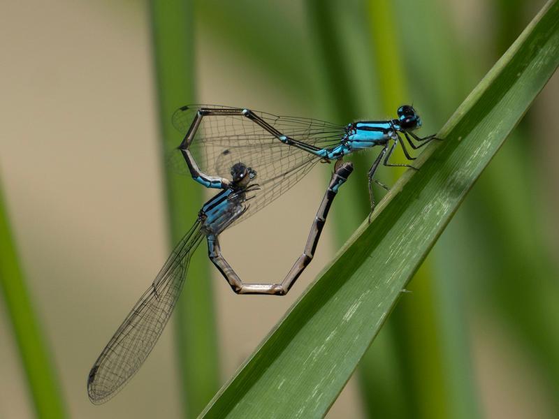Photo of Skimming Bluet