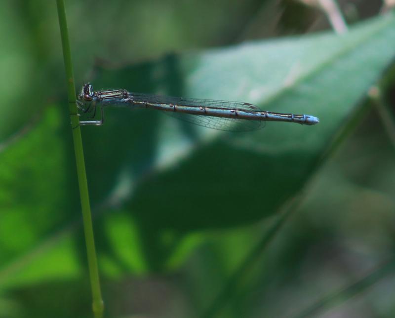 Photo of Double-striped Bluet