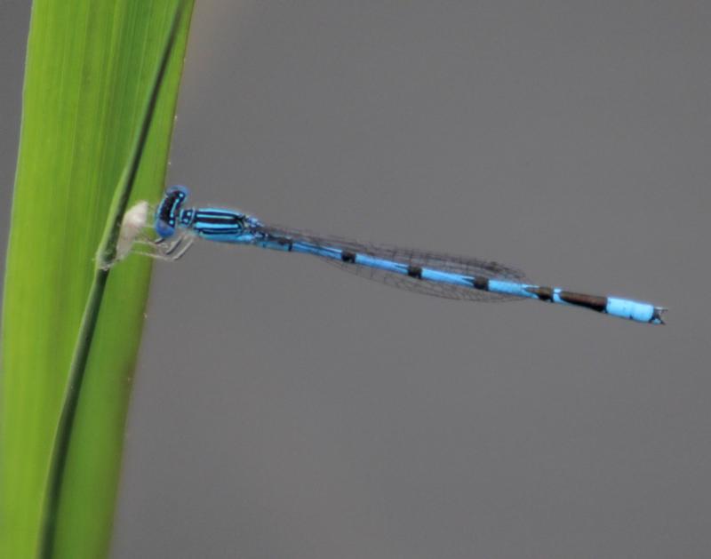 Photo of Double-striped Bluet