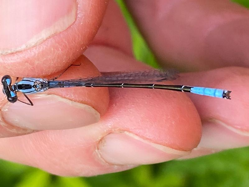 Photo of Azure Bluet