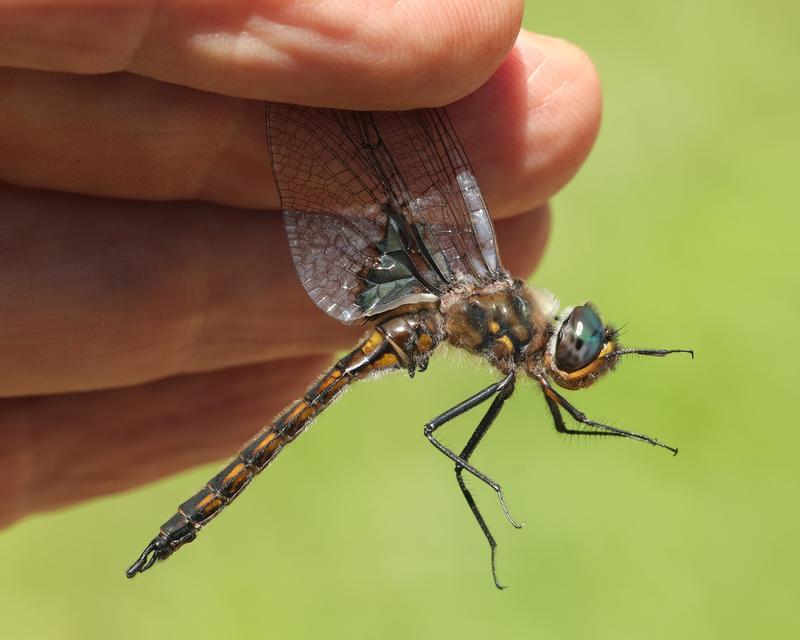 Photo of Common Baskettail
