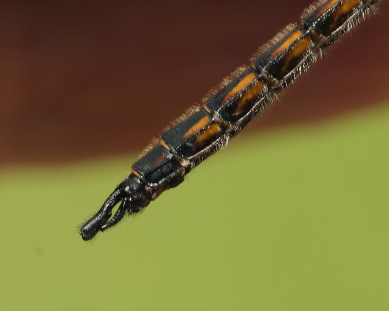 Photo of Common Baskettail