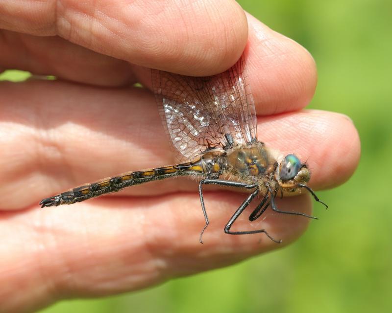 Photo of Beaverpond Baskettail
