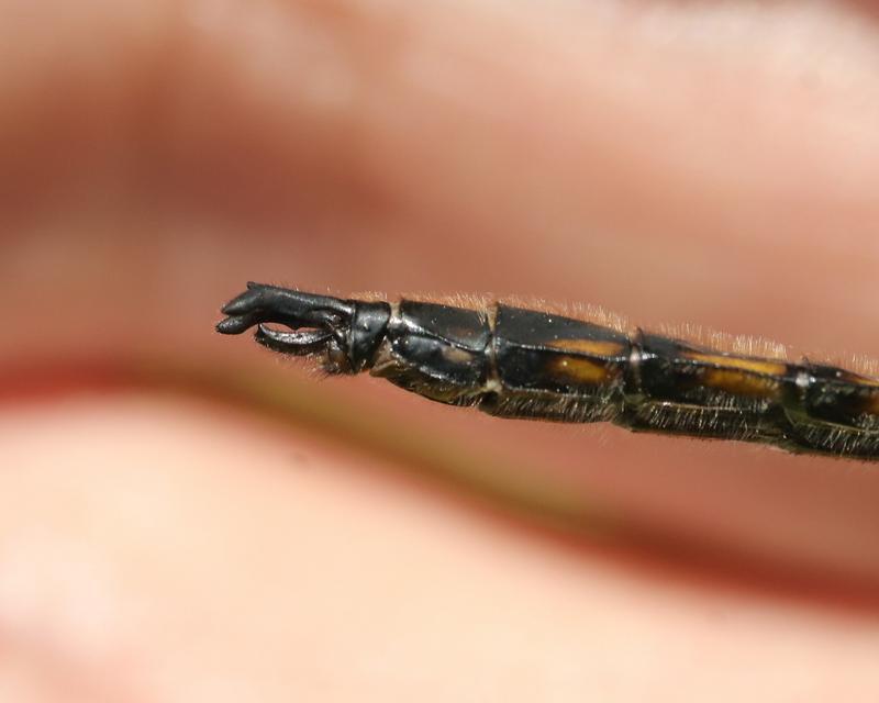 Photo of Beaverpond Baskettail