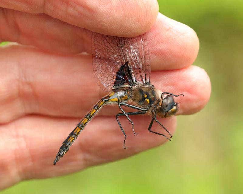Photo of Common Baskettail