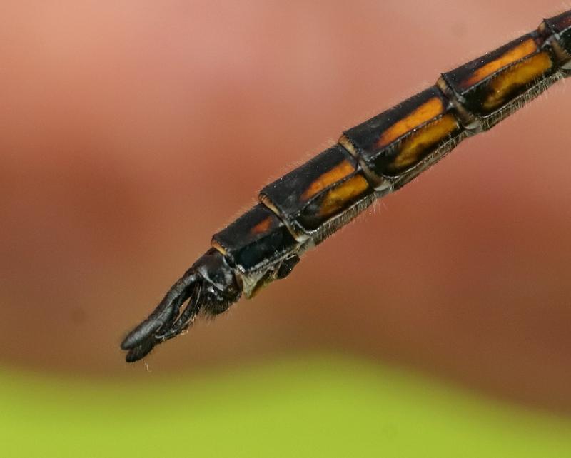 Photo of Common Baskettail
