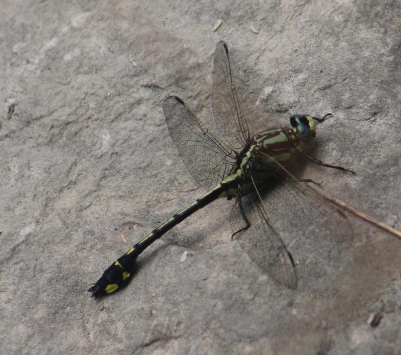 Photo of Midland Clubtail