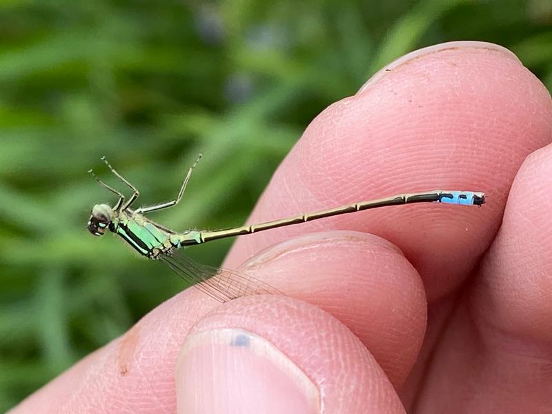 Photo of Eastern Forktail
