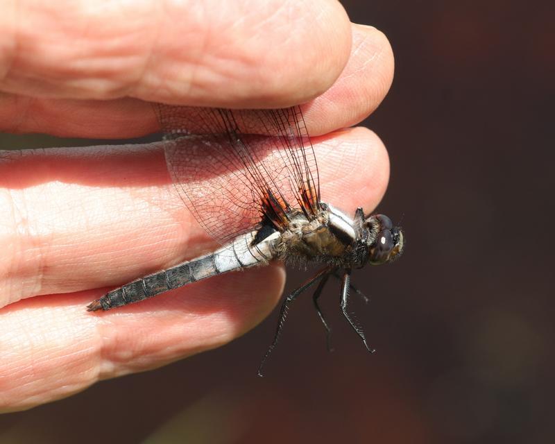 Photo of Chalk-fronted Corporal