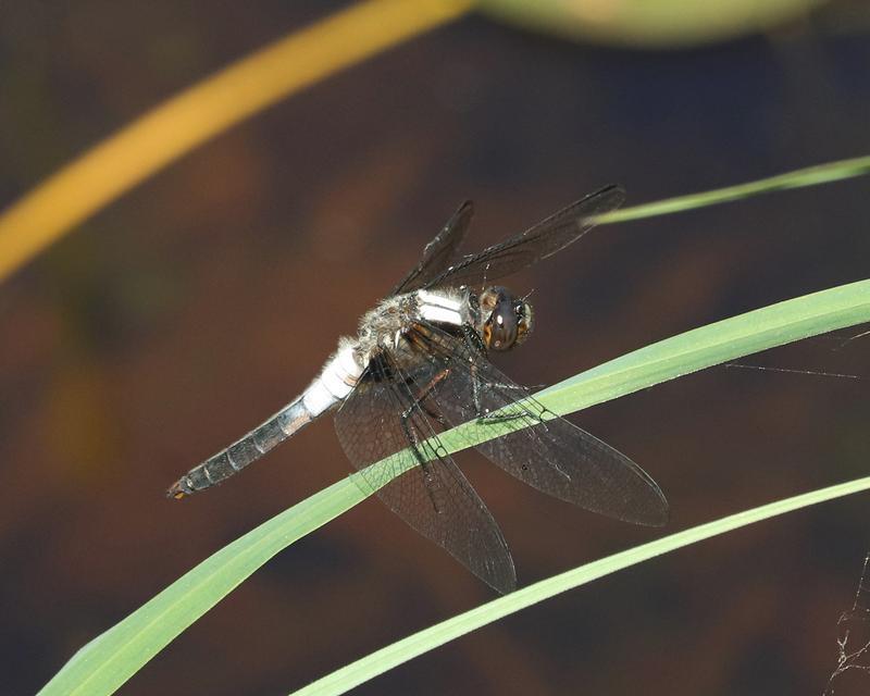 Photo of Chalk-fronted Corporal