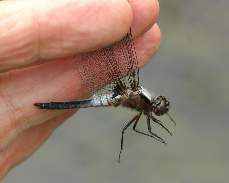 Photo of Chalk-fronted Corporal