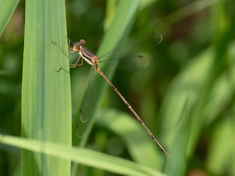 Photo of Slender Spreadwing