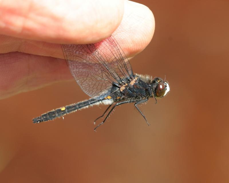 Photo of Dot-tailed Whiteface