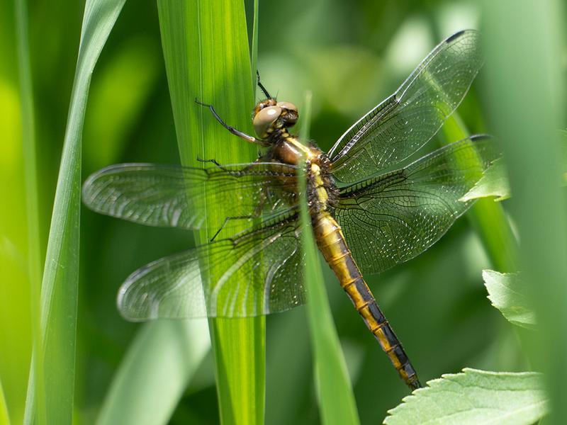 Photo of Widow Skimmer