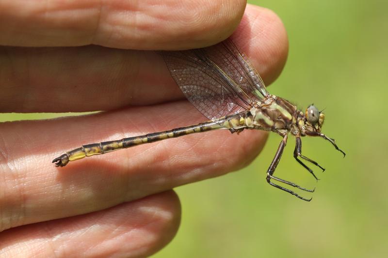 Photo of Dusky Clubtail
