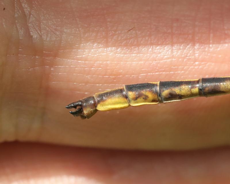 Photo of Dusky Clubtail