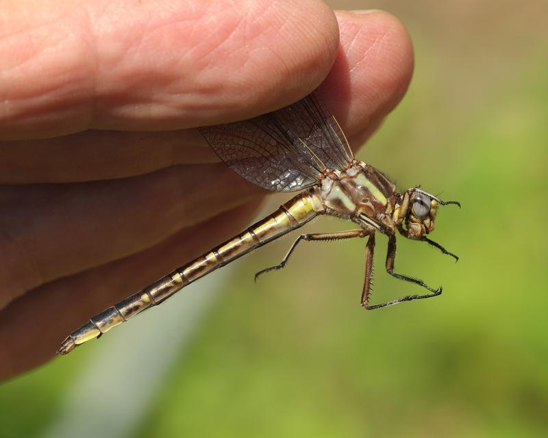 Photo of Dusky Clubtail