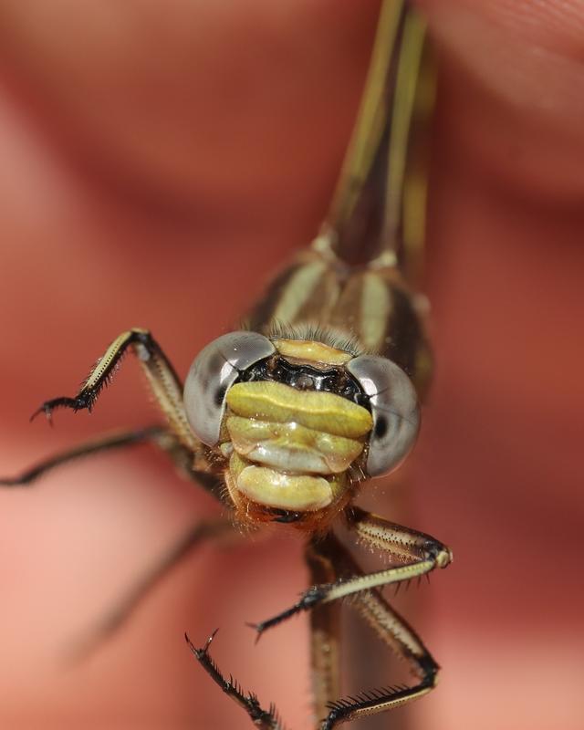 Photo of Dusky Clubtail