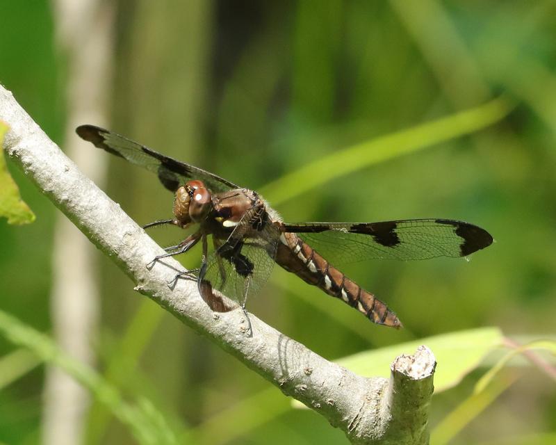 Photo of Common Whitetail