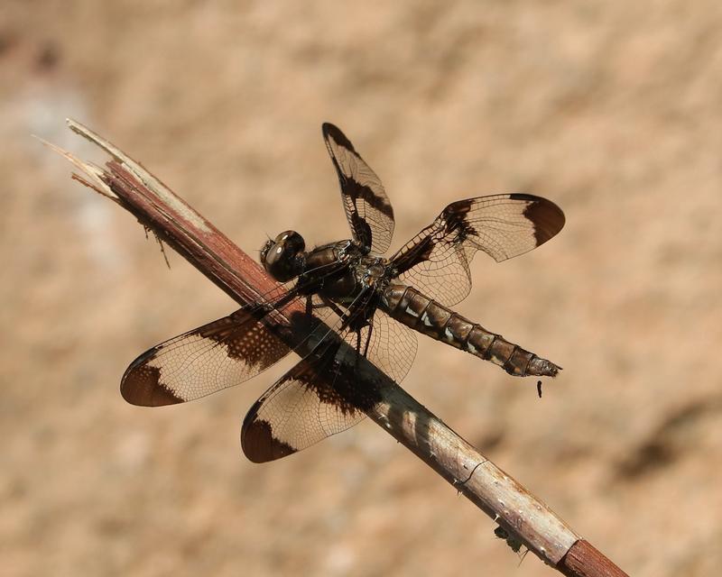 Photo of Common Whitetail