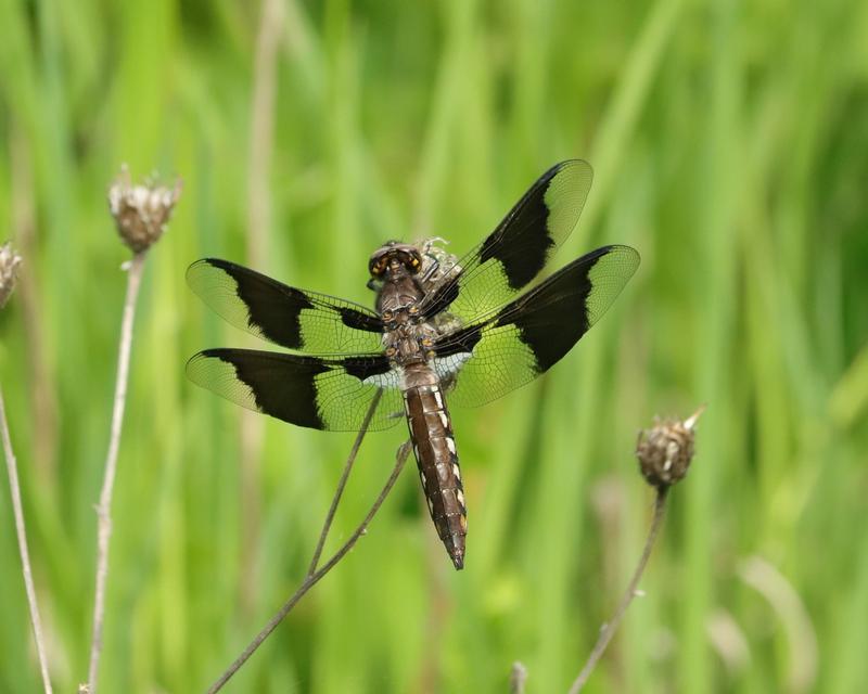 Photo of Common Whitetail
