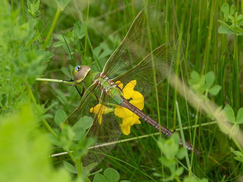 Photo of Common Green Darner