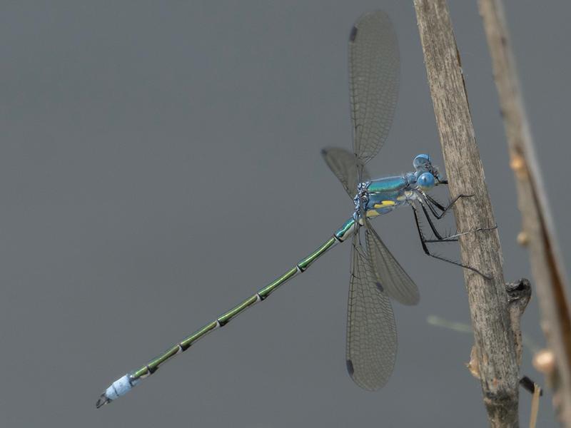 Photo of Amber-winged Spreadwing