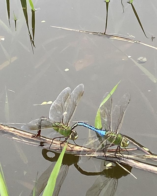 Photo of Common Green Darner